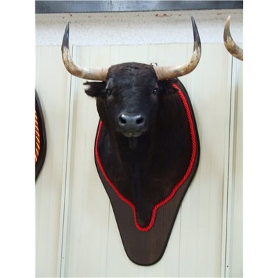 Głowa byka - Cabeza de Toro - Trofeum Ścienne